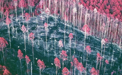 Beyond the Binary: The Forgotten Experiment Redefining Forest Management