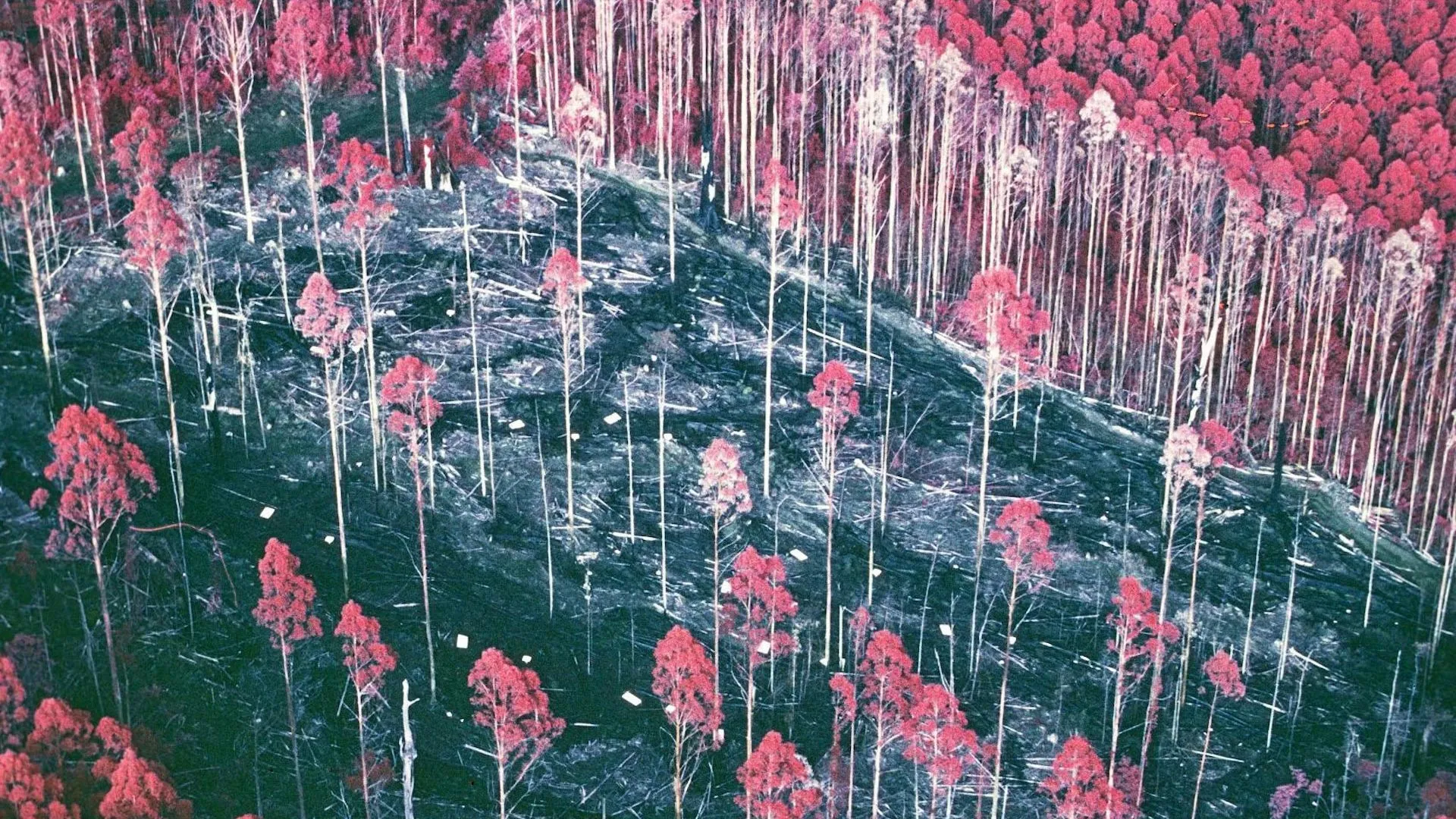 Beyond the Binary: The Forgotten Experiment Redefining Forest Management