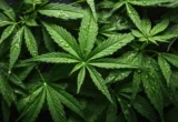Beyond the High: Scientists Unveil Rare Chemical Secrets Hidden in Cannabis Leaves