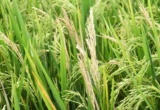 Engineering the Future: How Synthetic Biology is Turning the Tide Against Global Crop Blight