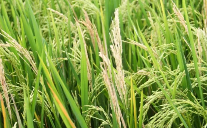 Engineering the Future: How Synthetic Biology is Turning the Tide Against Global Crop Blight