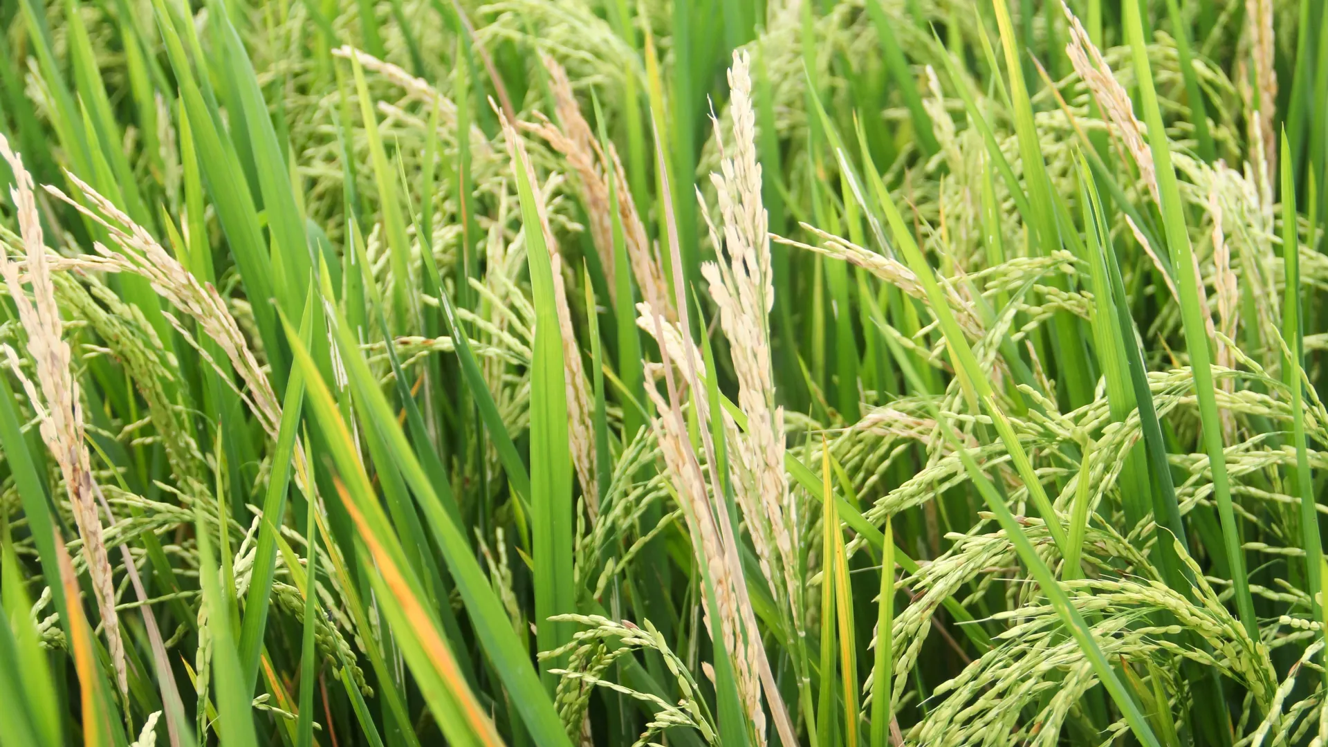 Engineering the Future: How Synthetic Biology is Turning the Tide Against Global Crop Blight