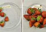 From Battlefields to Berry Fields: How Innovative Textile Technology is Revolutionizing Strawberry Production