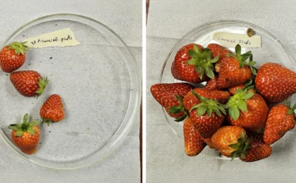 From Battlefields to Berry Fields: How Innovative Textile Technology is Revolutionizing Strawberry Production