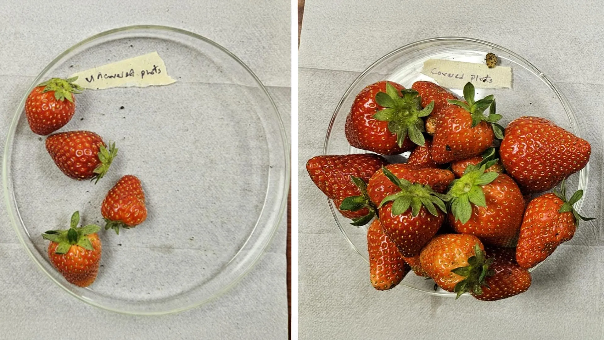 From Battlefields to Berry Fields: How Innovative Textile Technology is Revolutionizing Strawberry Production