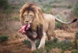 From Pavement to Predator: How ‘Feast and Fast’ Feeding is Transforming Zoo Lion Welfare