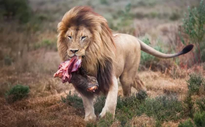 From Pavement to Predator: How ‘Feast and Fast’ Feeding is Transforming Zoo Lion Welfare