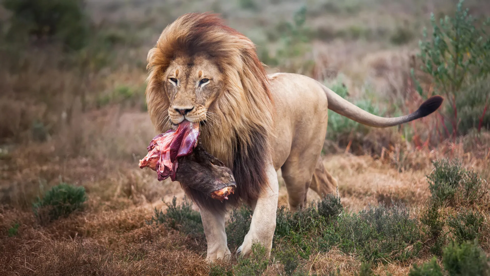 From Pavement to Predator: How ‘Feast and Fast’ Feeding is Transforming Zoo Lion Welfare