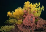 Into the Abyss: Scientists Discover "Elvish" Coral Species That Defies Evolutionary Classification