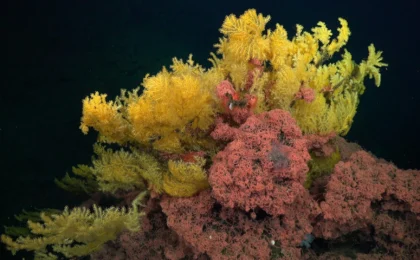 Into the Abyss: Scientists Discover "Elvish" Coral Species That Defies Evolutionary Classification