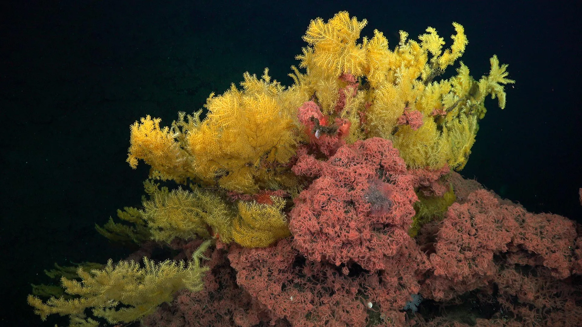 Into the Abyss: Scientists Discover "Elvish" Coral Species That Defies Evolutionary Classification