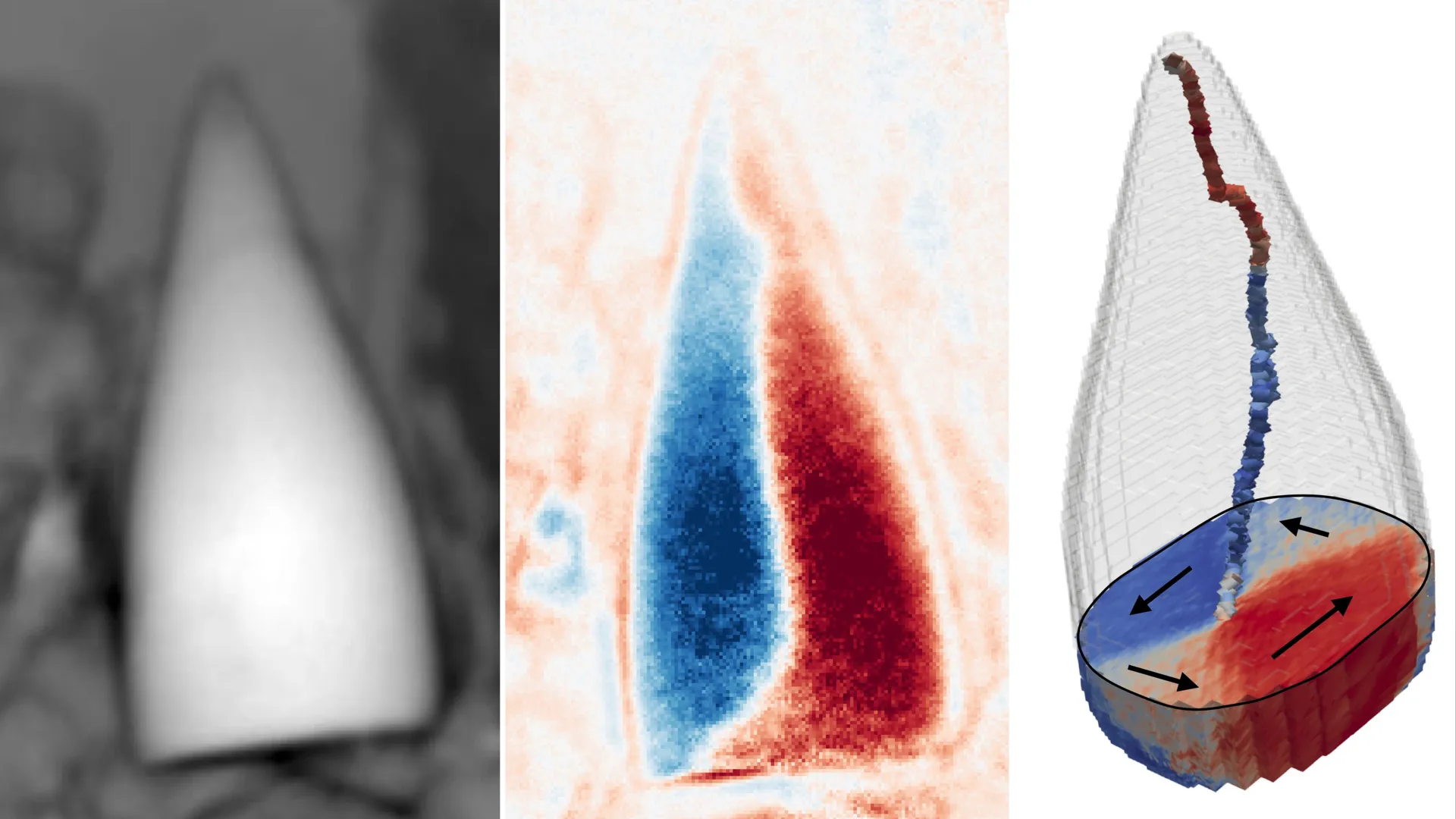 Nature’s Ancient Navigator: How 97-Million-Year-Old Fossils Reveal the Evolution of a Biological GPS
