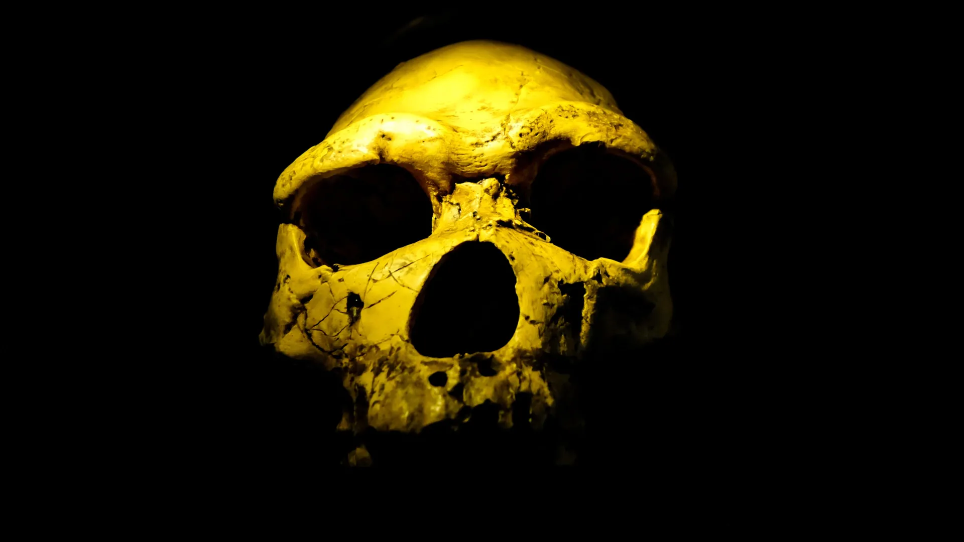 Rewriting the Dawn of Humanity: New Fossil Discoveries Rewrite the Hominin Timeline