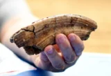 Rewriting the Dawn of Humanity: ‘Ubeidiya and the 1.9-Million-Year-Old Migration Mystery