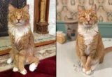 The Genetic Frontier: How Two Feline Brothers Rewrote Our Understanding of Marfan Syndrome