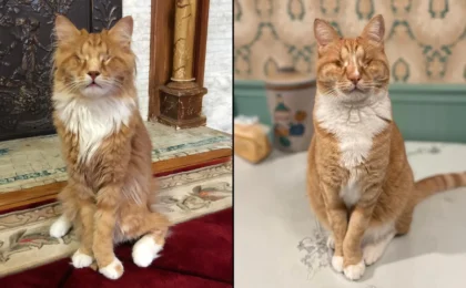 The Genetic Frontier: How Two Feline Brothers Rewrote Our Understanding of Marfan Syndrome