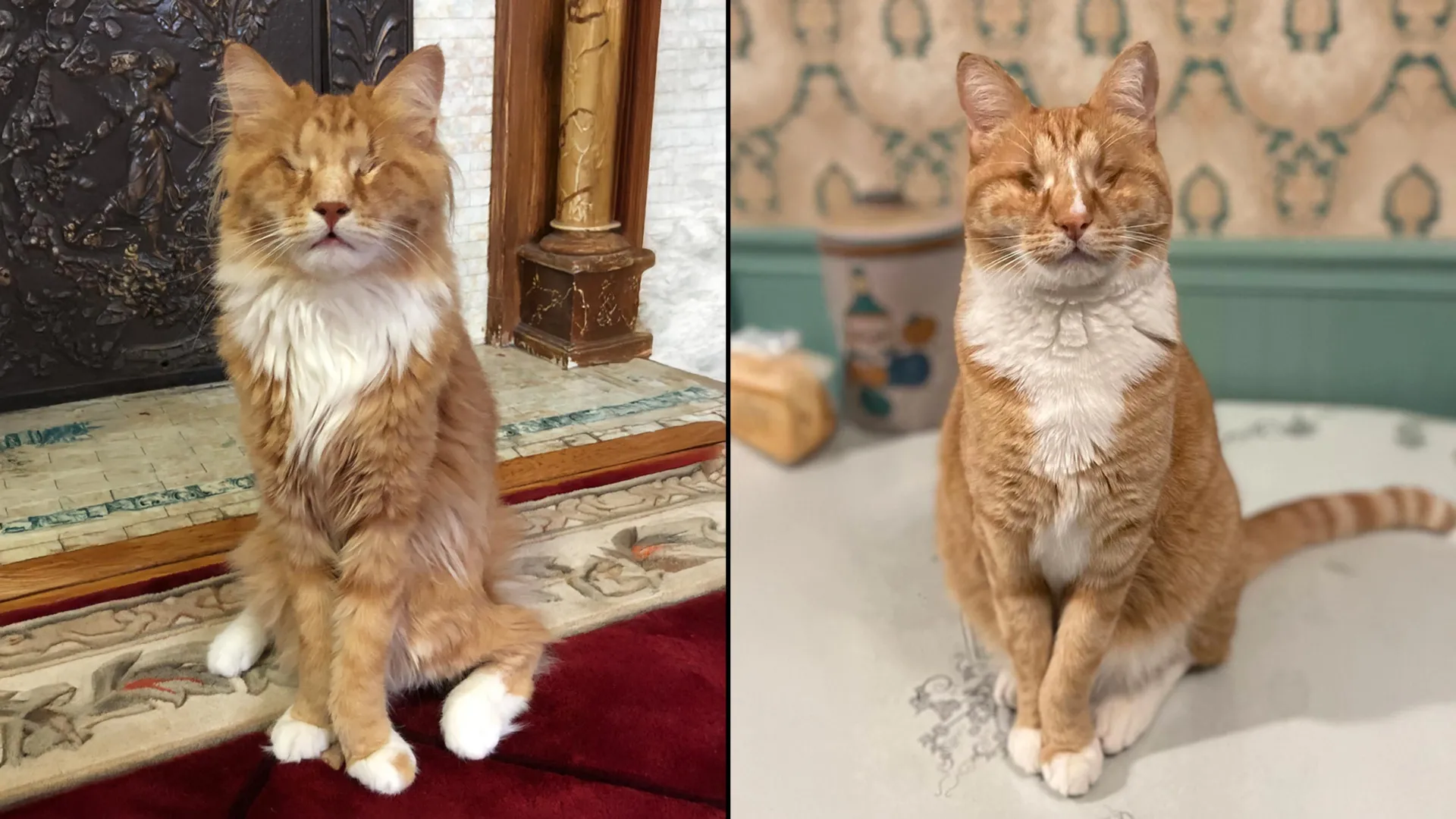 The Genetic Frontier: How Two Feline Brothers Rewrote Our Understanding of Marfan Syndrome
