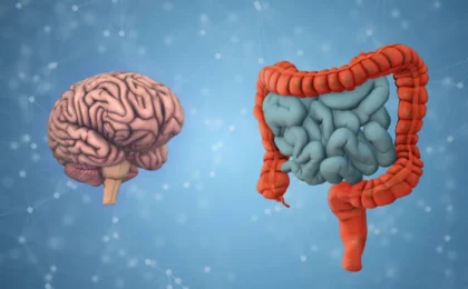 The Gut-Brain Connection: New UCLA Research Reveals Early Indicators of Cognitive Aging