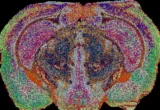 The Hidden Blueprint: How a New ‘Lipid Atlas’ Is Rewriting Our Understanding of the Brain