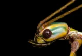 The Hidden Giants: How DNA Analysis Unmasked New Species in Australia’s Familiar Landscapes