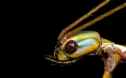 The Hidden Giants: How DNA Analysis Unmasked New Species in Australia’s Familiar Landscapes