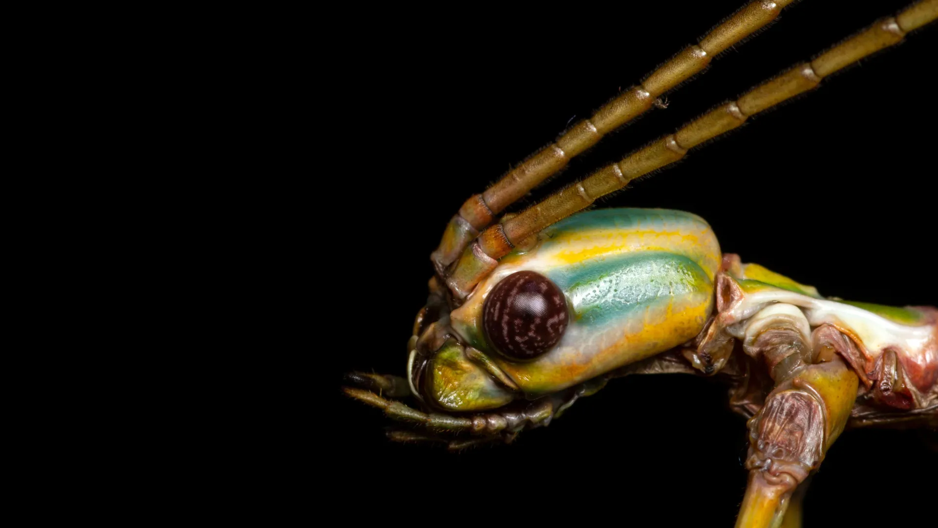 The Hidden Giants: How DNA Analysis Unmasked New Species in Australia’s Familiar Landscapes