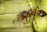 The Hollow Stem Crisis: How Human Disturbance is Unraveling an Ancient Ecological Alliance