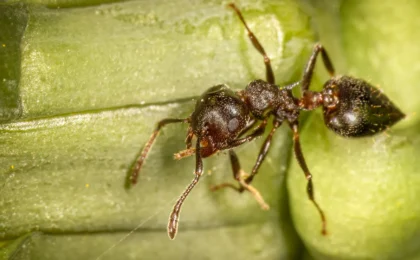 The Hollow Stem Crisis: How Human Disturbance is Unraveling an Ancient Ecological Alliance