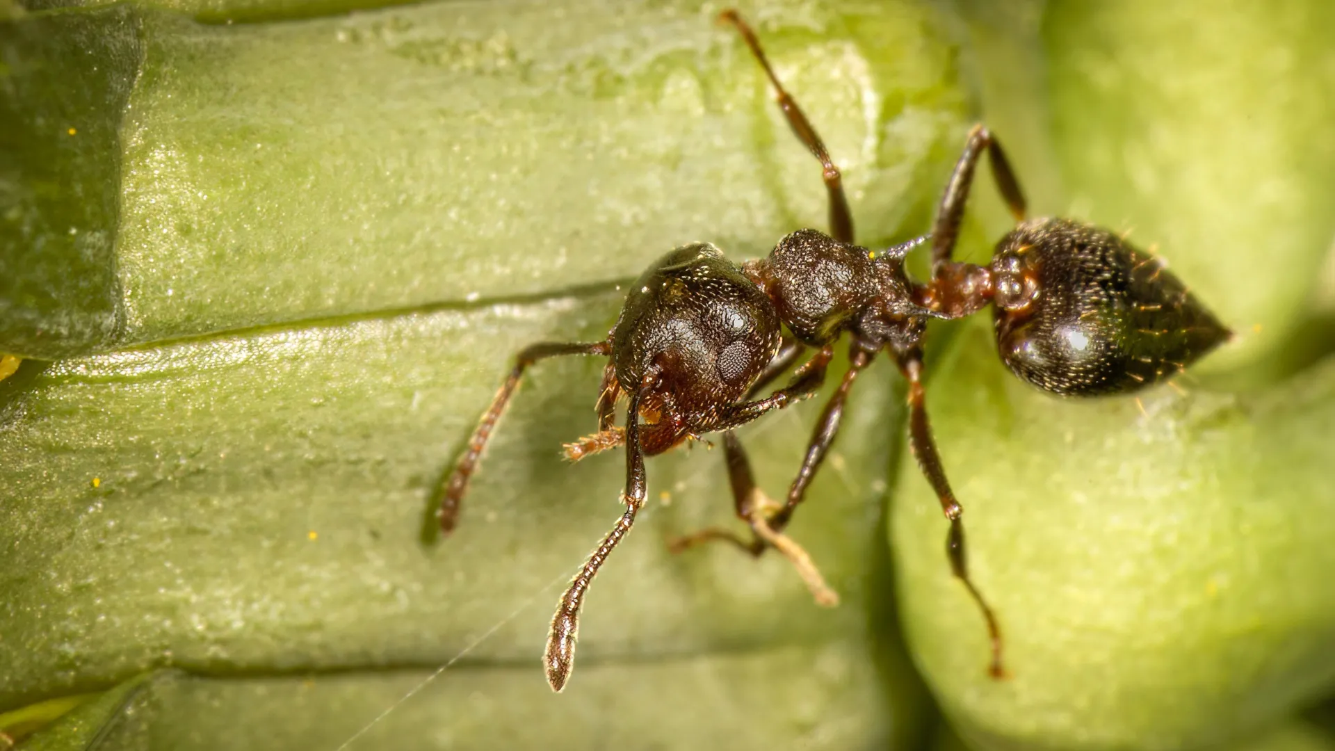 The Hollow Stem Crisis: How Human Disturbance is Unraveling an Ancient Ecological Alliance