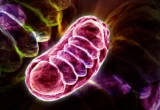 The Molecular Switch: How Leucine Orchestrates Mitochondrial Energy Efficiency
