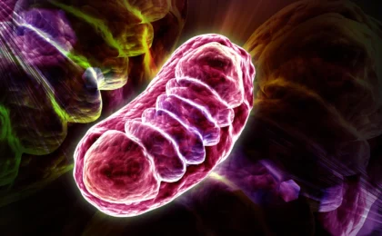 The Molecular Switch: How Leucine Orchestrates Mitochondrial Energy Efficiency