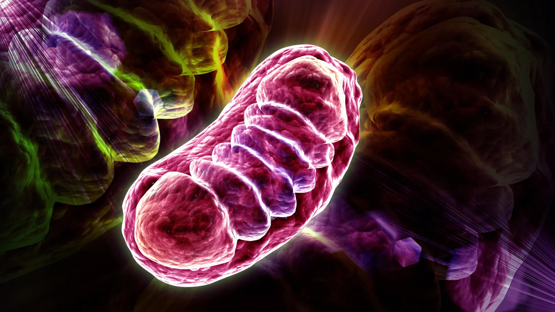 The Molecular Switch: How Leucine Orchestrates Mitochondrial Energy Efficiency