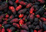 The Mulberry Microbiome: Unlocking the Metabolic Potential of an Ancient Superfood