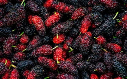 The Mulberry Microbiome: Unlocking the Metabolic Potential of an Ancient Superfood