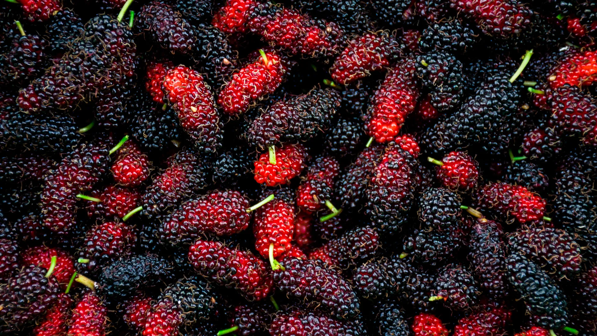The Mulberry Microbiome: Unlocking the Metabolic Potential of an Ancient Superfood