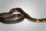 The Rolling Escape: How Tiny Reedsnakes Defy Biology to Outrun Predators