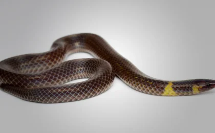 The Rolling Escape: How Tiny Reedsnakes Defy Biology to Outrun Predators