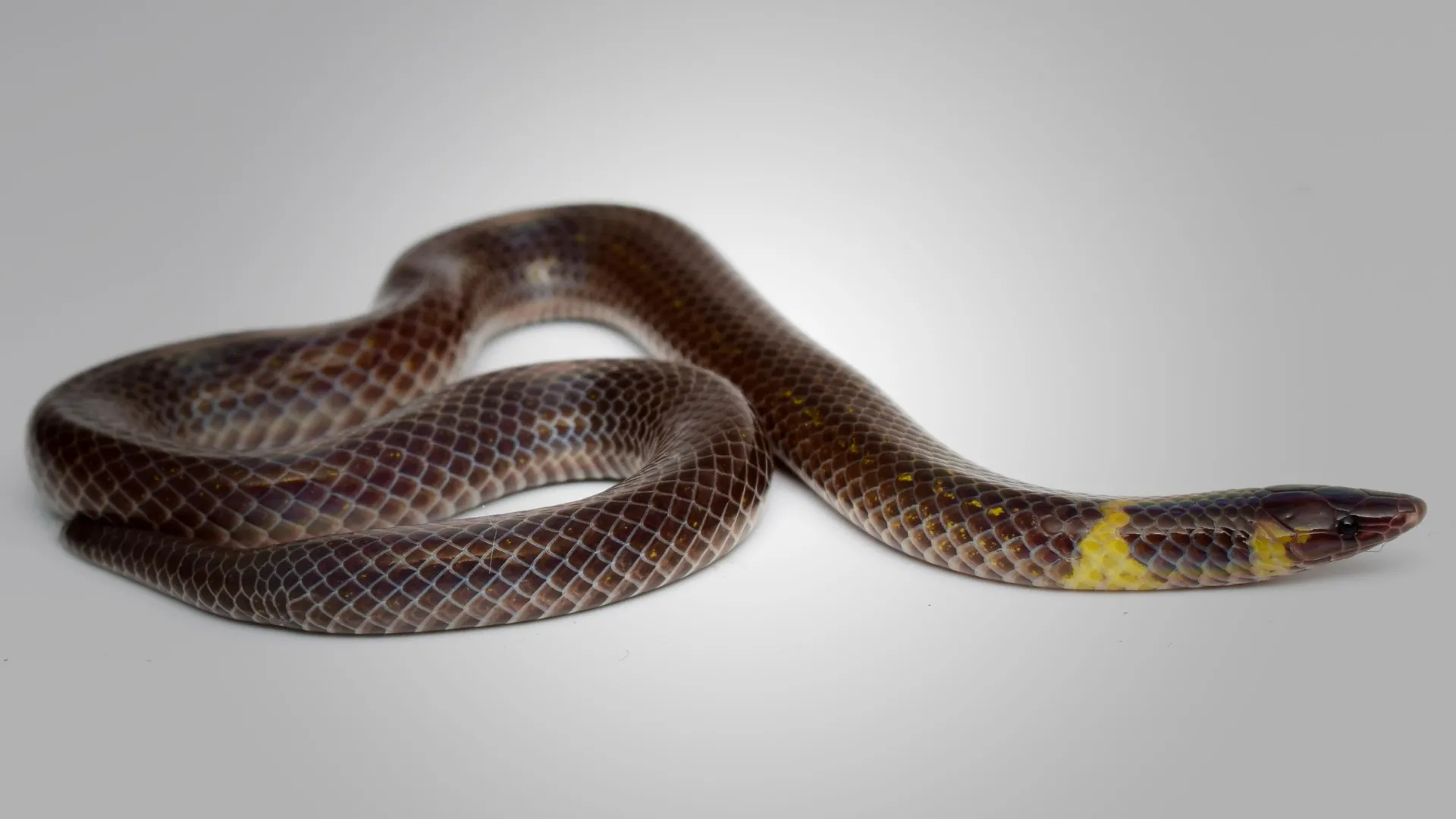 The Rolling Escape: How Tiny Reedsnakes Defy Biology to Outrun Predators