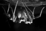 The Secret Lives of Arachnids: How Jumping Spiders Are Rewriting the Science of Sleep