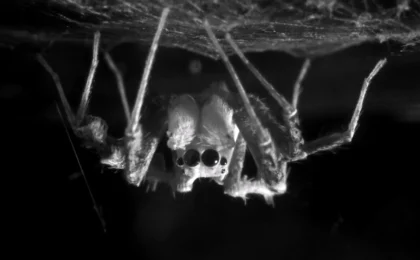 The Secret Lives of Arachnids: How Jumping Spiders Are Rewriting the Science of Sleep