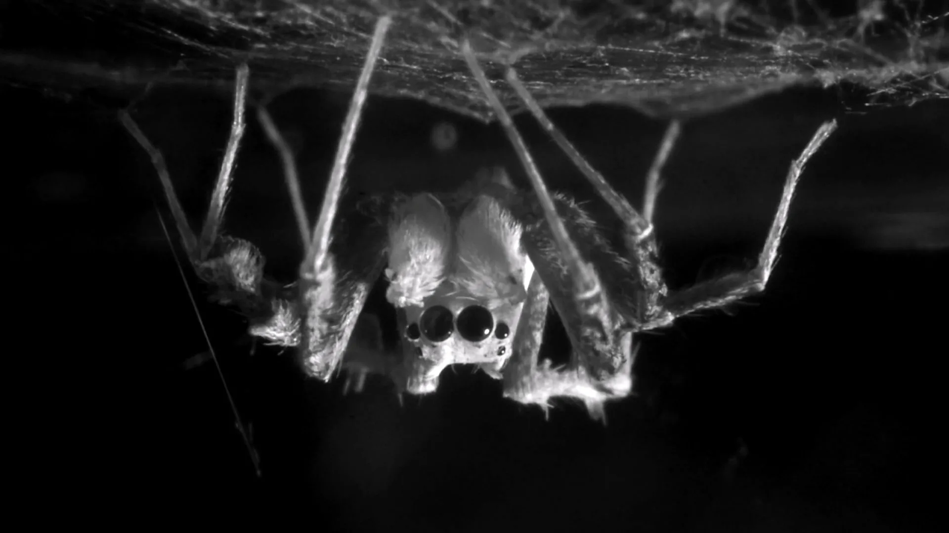 The Secret Lives of Arachnids: How Jumping Spiders Are Rewriting the Science of Sleep
