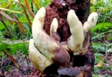 The Titan of the Undergrowth: How ‘D-Rex’ Is Rewriting Fungal Evolution