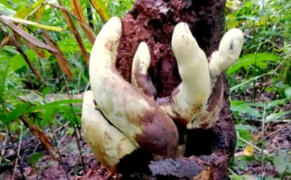 The Titan of the Undergrowth: How ‘D-Rex’ Is Rewriting Fungal Evolution