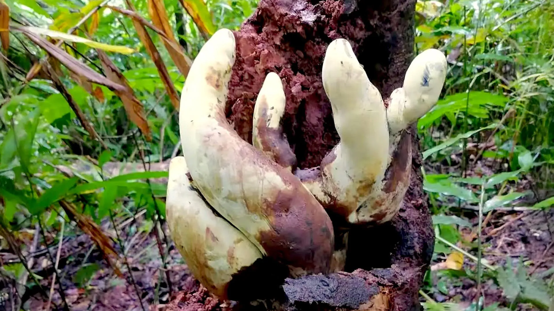 The Titan of the Undergrowth: How ‘D-Rex’ Is Rewriting Fungal Evolution