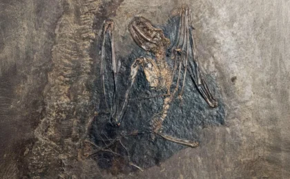 The Winged Mystery Solved: Global Genomic Consortium Pinpoints European Origins of Bats
