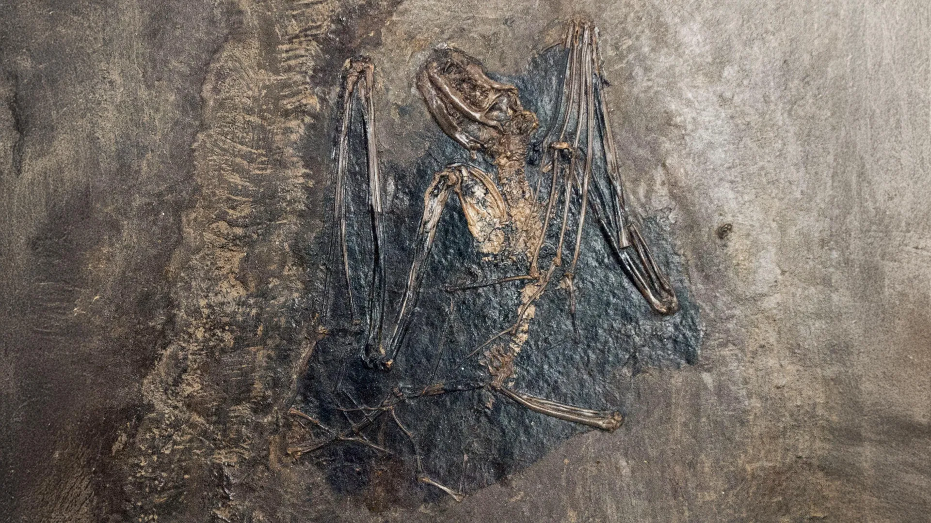 The Winged Mystery Solved: Global Genomic Consortium Pinpoints European Origins of Bats