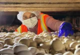 Unmasking a Century-Old Adversary: The Hidden Complexity of Mushroom Bacterial Blotch
