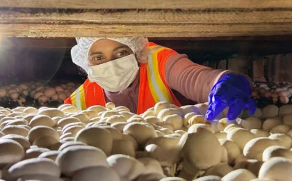 Unmasking a Century-Old Adversary: The Hidden Complexity of Mushroom Bacterial Blotch