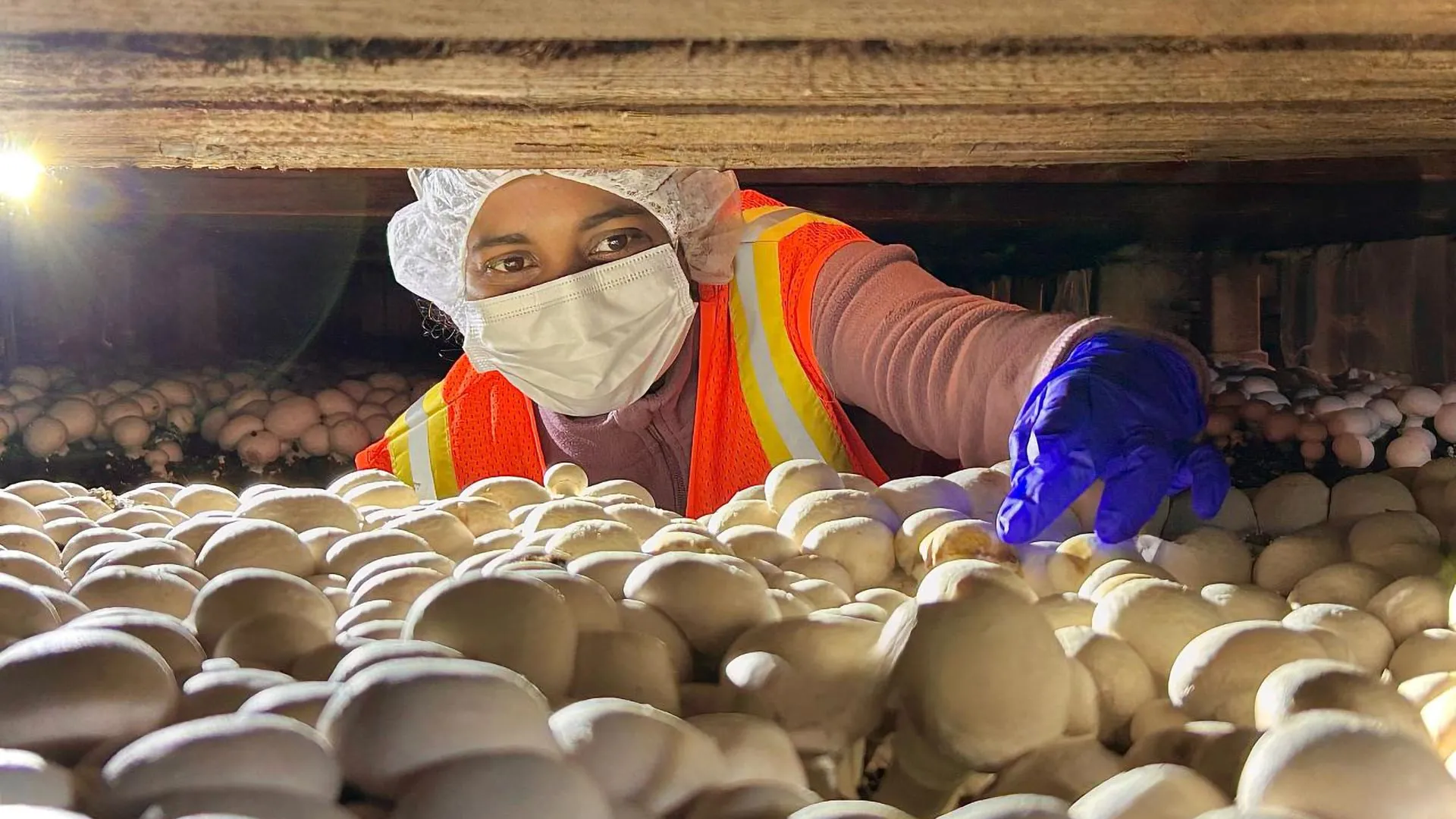 Unmasking a Century-Old Adversary: The Hidden Complexity of Mushroom Bacterial Blotch